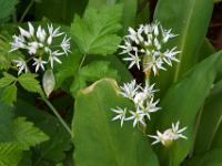 Leuchtende Bärlauchblüten